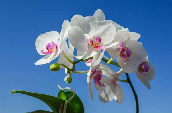 Belle Orchidee Uno Sfondo Cielo Limpido — Foto Stock