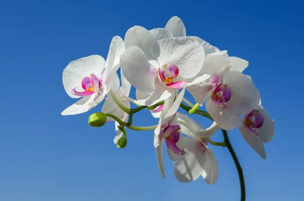 Belle Orchidee Contro Cielo Limpido — Foto Stock