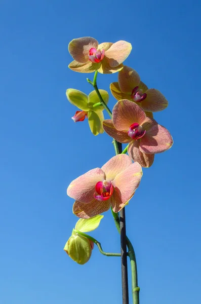 Belle Orchidee Contro Cielo Limpido — Foto Stock