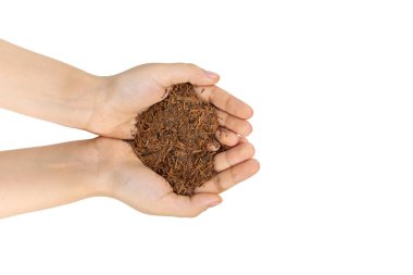 Lapacho bitki çayı kadın elinde yakın, izole. Sağlıklı Güney Amerika çay içecek doğal antibiyotik, Anti aging etkisi olarak kullanılan ve bağışıklık sistemini güçlendirir.