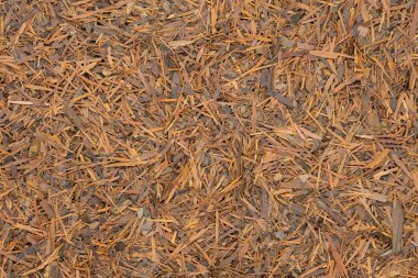 Lapacho bitki çayı, yakın çekim, makro. Sağlıklı Güney Amerika çay içecek doğal antibiyotik, Anti aging etkisi olarak kullanılan ve bağışıklık sistemini güçlendirir.
