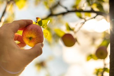 Elma hasat. Çiftçi el Olgun Olgun elma ağacından alır. Hasat sezon başında meyve bahçesi içinde.