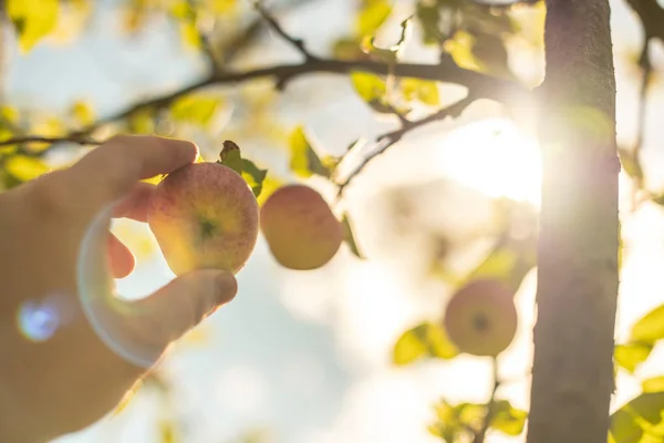 Apple harvesting. Farmer hand picks ripe mellow apple from tree. Start of harvest season in orchard.