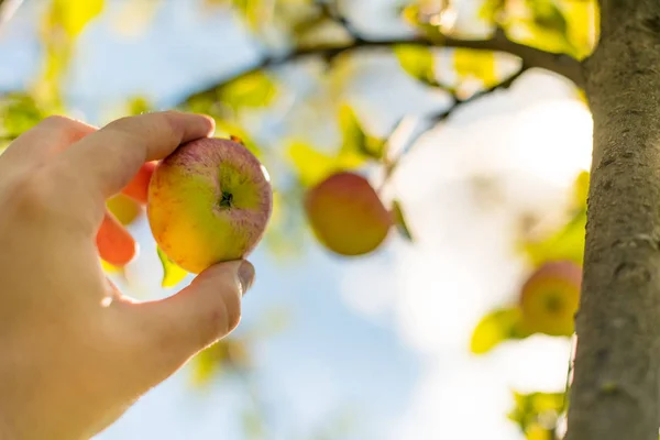 Apple Συγκομιδής Χέρι Αγρότης Παίρνει Ώριμα Ώριμο Μήλο Από Δέντρο — Φωτογραφία Αρχείου