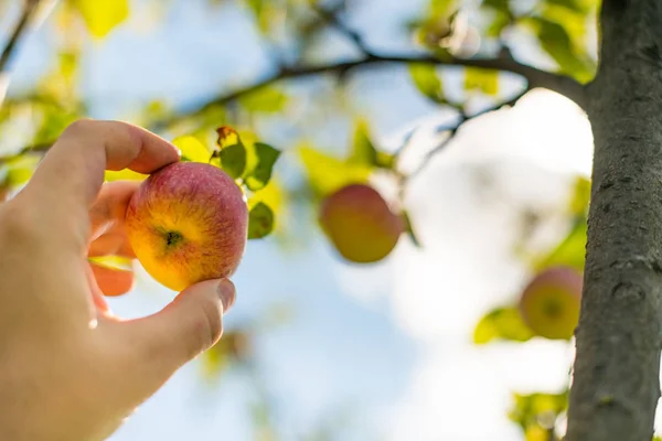 Apple harvesting. Farmer hand picks ripe mellow apple from tree. Start of harvest season in orchard.