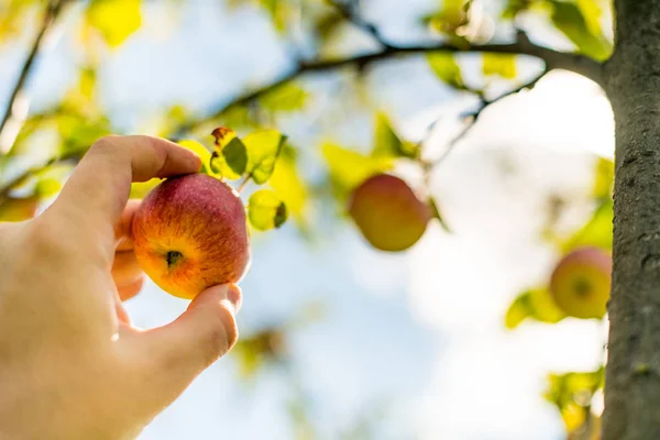 Cosecha Manzanas Mano Del Agricultor Recoge Manzana Madura Suave Del — Foto de Stock