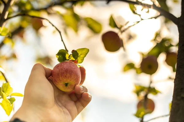 Cosecha Manzanas Mano Del Agricultor Recoge Manzana Madura Suave Del — Foto de Stock