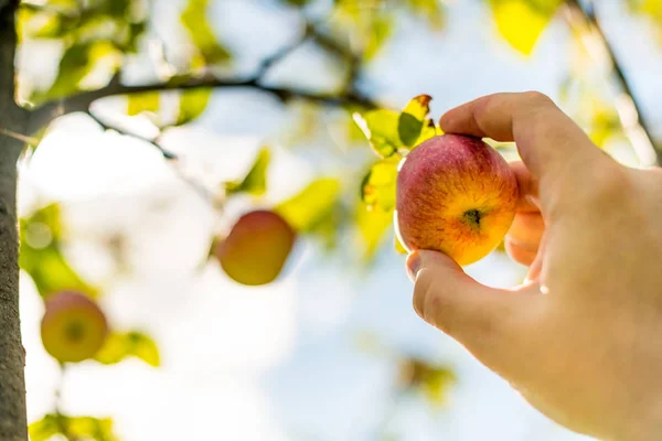 Apple Συγκομιδής Χέρι Αγρότης Παίρνει Ώριμα Ώριμο Μήλο Από Δέντρο — Φωτογραφία Αρχείου
