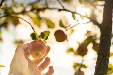 Elma hasat. Çiftçi el Olgun Olgun elma ağacından alır. Hasat sezon başında meyve bahçesi içinde.