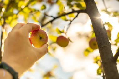 Elma hasat. Çiftçi el Olgun Olgun elma ağacından alır. Hasat sezon başında meyve bahçesi içinde.