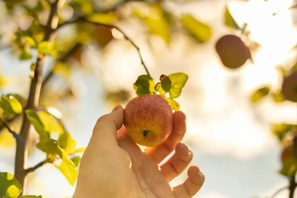 Apple Συγκομιδής Χέρι Αγρότης Παίρνει Ώριμα Ώριμο Μήλο Από Δέντρο — Φωτογραφία Αρχείου