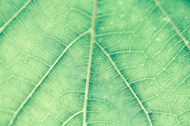 Üzüm yaprağı, yeşil tonda, makro. Doku kopyalama alanı tasarımı için olan yukarıya kapatmak.