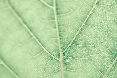 Üzüm yaprağı, yeşil tonda, makro. Doku kopyalama alanı tasarımı için olan yukarıya kapatmak.