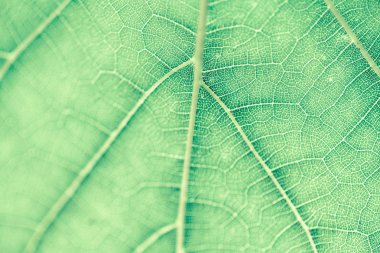 Üzüm yaprağı, yeşil tonda, makro. Doku kopyalama alanı tasarımı için olan yukarıya kapatmak.