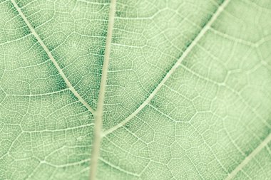 Üzüm yaprağı, yeşil tonda, makro. Doku kopyalama alanı tasarımı için olan yukarıya kapatmak.