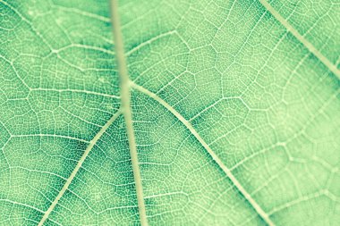 Üzüm yaprağı, yeşil tonda, makro. Doku kopyalama alanı tasarımı için olan yukarıya kapatmak.