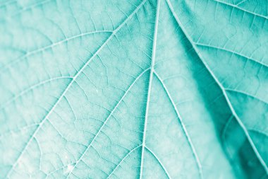 Üzüm yaprağı, Turkuaz tonda, makro. Doku kopyalama alanı tasarımı için olan yukarıya kapatmak.