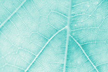 Üzüm yaprağı, Turkuaz tonda, makro. Doku kopyalama alanı tasarımı için olan yukarıya kapatmak.