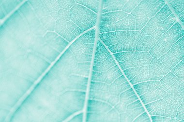 Üzüm yaprağı, Turkuaz tonda, makro. Doku kopyalama alanı tasarımı için olan yukarıya kapatmak.