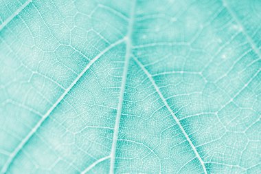 Üzüm yaprağı, Turkuaz tonda, makro. Doku kopyalama alanı tasarımı için olan yukarıya kapatmak.
