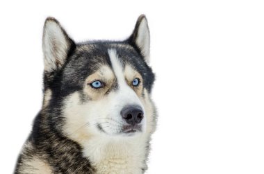 Mavi gözlü Sibirya Husky köpek bir etrafına bakıyor. Husky doğurmak yüzünü kapatın. Husky köpek siyah beyaz kürk rengi vardır. İzole beyaz arka plan tasarımı için. Kopya alanı.