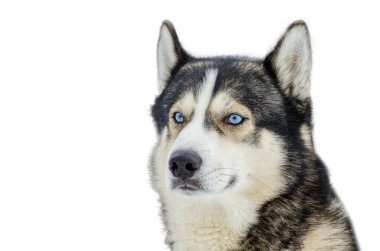 Mavi gözlü Sibirya Husky köpek bir etrafına bakıyor. Husky doğurmak portre kadar kapatın. Husky köpek siyah beyaz kürk rengi vardır. İzole beyaz arka plan tasarımı için. Kopya alanı.