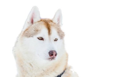 Bir mavi gözlü Sibirya Husky köpek. Husky doğurmak portre kadar kapatın. Husky köpek kahverengi ve beyaz kürk rengi vardır. İzole beyaz arka plan tasarımı için.