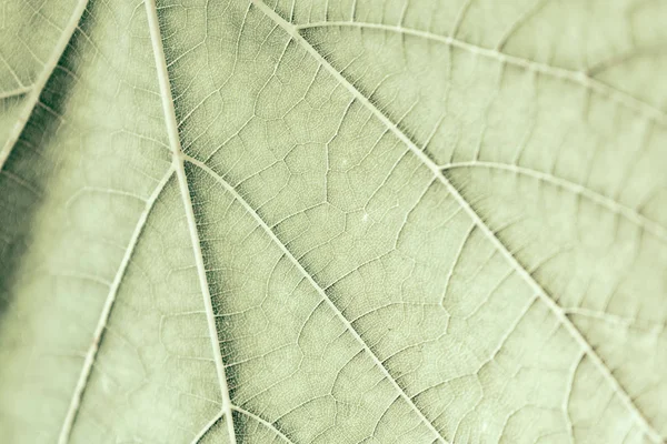 Φύλλα Σταφυλιών Ήπια Πράσινο Μακροεντολή Εσωτερικη Υφή Αντίγραφο Χώρο Για — Φωτογραφία Αρχείου
