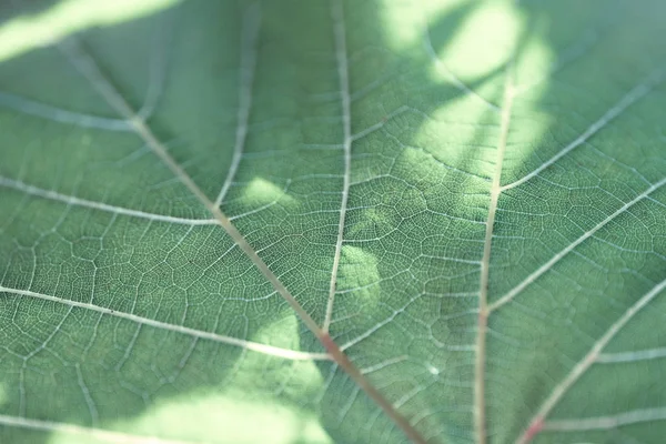 Grape leaf, green toned, macro. Close up texture with copy space for design.