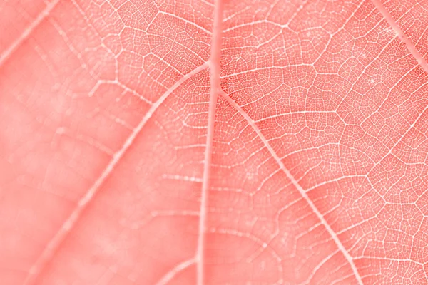 Druivenblad Levend Koraal Afgezwakt Macro Close Van Textuur Met Kopie — Stockfoto