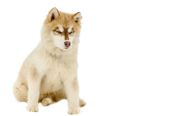 一只蓝眼睛的西伯利亚哈士奇狗的小狗环顾四周 哈士基品种全身射门 赫斯基狗有棕色和白色的皮毛颜色 用于设计的隔离白色背景 — 图库照片