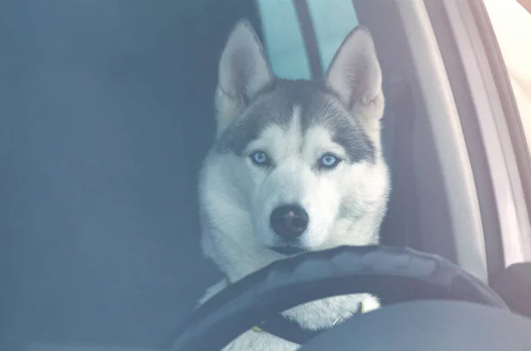 Cão Husky Siberiano Engraçado Está Dirigindo Carro Close Husky Retrato — Fotografia de Stock