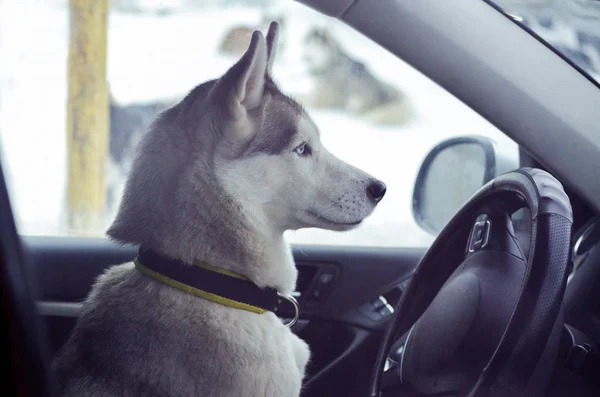 Cão Husky Siberiano Está Conduzir Carro Engraçado Close Husky Retrato — Fotografia de Stock