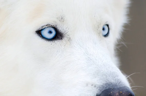 Siberian Husky Dog Close Face Blue Eyes Husky Dog Has — Stock Photo, Image