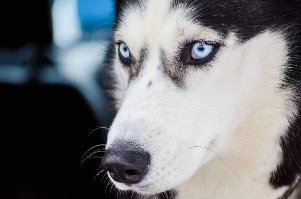 Siberian Husky Hund Med Blå Ögon Ser Sig Omkring Närbild — Stockfoto