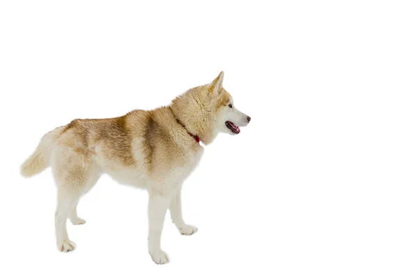 Один Сибірський Хаски Собака Всього Тіла Постріл Собачих Упряжках Має — стокове фото