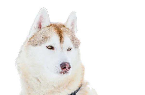 Een Siberische Husky Hond Met Blauwe Ogen Close Schor Ras — Stockfoto