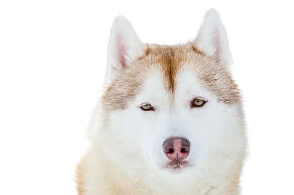 一只蓝眼睛的西伯利亚哈士奇狗 关闭赫斯基品种的肖像 赫斯基狗有棕色和白色的皮毛颜色 用于设计的隔离白色背景 — 图库照片