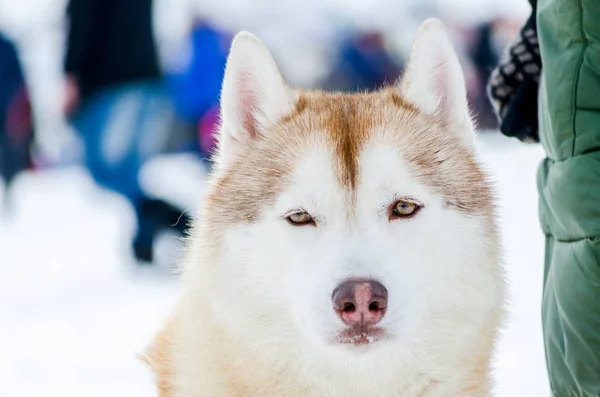 Perro Husky Siberiano Con Ojos Azules Mira Alrededor Primer Retrato — Foto de Stock