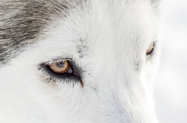 Bir Sibirya Husky köpek portre kadar kapatın. Husky köpek siyah beyaz kürk rengi vardır. İzole beyaz arka plan tasarımı için.