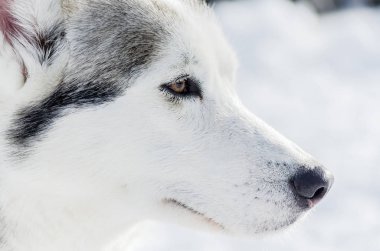 Bir Sibirya Husky köpek portre kadar kapatın. Husky köpek siyah beyaz kürk rengi vardır. Kar arka plan.
