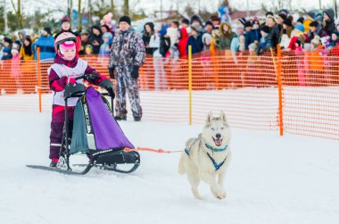Reshetiha, Nizhniy Novgorod Oblast, Rusya Federasyonu - 02.25.2017 - Siberian dış yapraklar kızak köpek yarışı gençler rekabet. Genç ezme kızaklarımız Huskies köpek koşum takımı ile kontrol eder..
