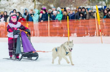 Reshetiha, Nizhniy Novgorod Oblast, Rusya Federasyonu - 02.25.2017 - Siberian dış yapraklar kızak köpek yarışı gençler rekabet. Genç ezme kızaklarımız Huskies köpek koşum takımı ile kontrol eder..