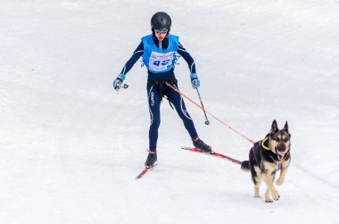 Reshetiha, Nizhniy Novgorod Oblast, Rusya Federasyonu - 02.25.2017 - Siberian dış yapraklar kızak köpek yarışı skijoring rekabet. Husky köpek koşum takımı ile kayak kayakçı adam.