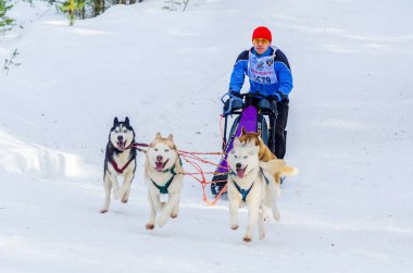 Reshetiha, Nizhniy Novgorod Oblast, Rusya Federasyonu - 02.25.2017 - Siberian dış yapraklar kızak köpek yarış rekabet. Adam ezme kızaklarımız dört Huskies köpek koşum takımı ile kontrol eder..