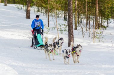 Reshetiha, Nizhniy Novgorod Oblast, Rusya Federasyonu - 02.25.2017 - Siberian dış yapraklar kızak köpek yarış rekabet. Adam ezme kızaklarımız dört Huskies köpek koşum takımı ile kontrol eder..