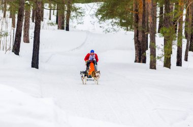 Reshetiha, Nizhniy Novgorod Oblast, Rusya Federasyonu - 02.25.2017 - Siberian dış yapraklar kızak köpek yarış rekabet. Adam ezme kızaklarımız iki Huskies köpek koşum takımı ile kontrol eder..