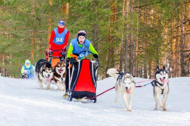Reshetiha, Nizhniy Novgorod Oblast, Rusya Federasyonu - 02.25.2017 - Siberian dış yapraklar kızak köpek yarış rekabet. Mushers emniyet kemeri Huskies köpeklerle kızaklarımız denetler.