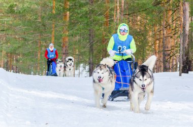 Reshetiha, Nizhniy Novgorod Oblast, Rusya Federasyonu - 02.25.2017 - Siberian dış yapraklar kızak köpek yarış rekabet. Mushers emniyet kemeri Huskies köpeklerle kızaklarımız denetler.