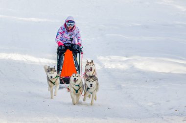 Reshetiha, Nizhniy Novgorod Oblast, Rusya Federasyonu - 02.25.2017 - Siberian dış yapraklar kızak köpek yarış rekabet. Kadın ezme ile emniyet kemeri dört Husky köpek kızaklarımız denetler.
